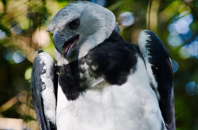 El águila arpía, una de las aves más grandes y poderosas del mundo - El  Habanero News
