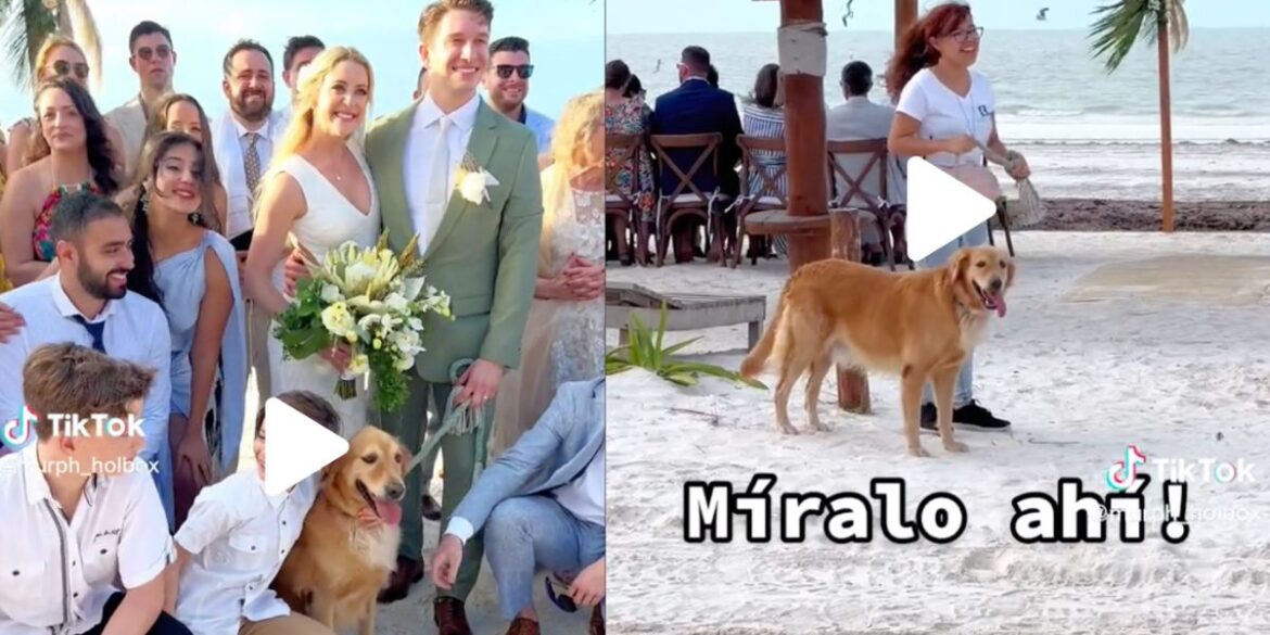 Invitan aI perro a una boda, pero no al dueño