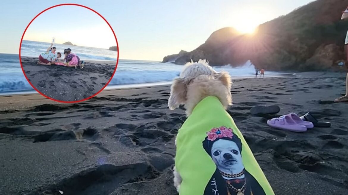 Familia lleva a perrita a la playa para realizarle la eutanasia