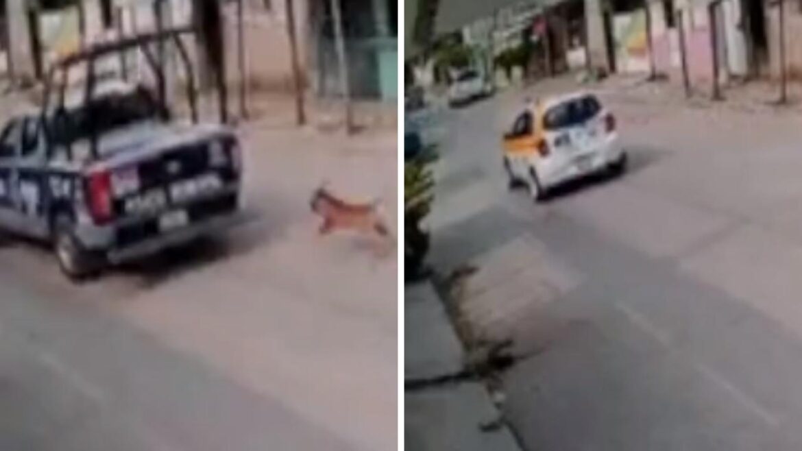 Policía amarra a un perrito a su patrulla y lo arrastra por la calle en Chiapas