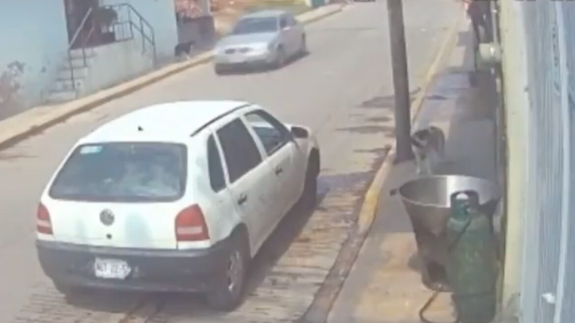 Hombre arroja a perro en aceite en Tecámac, Edomex