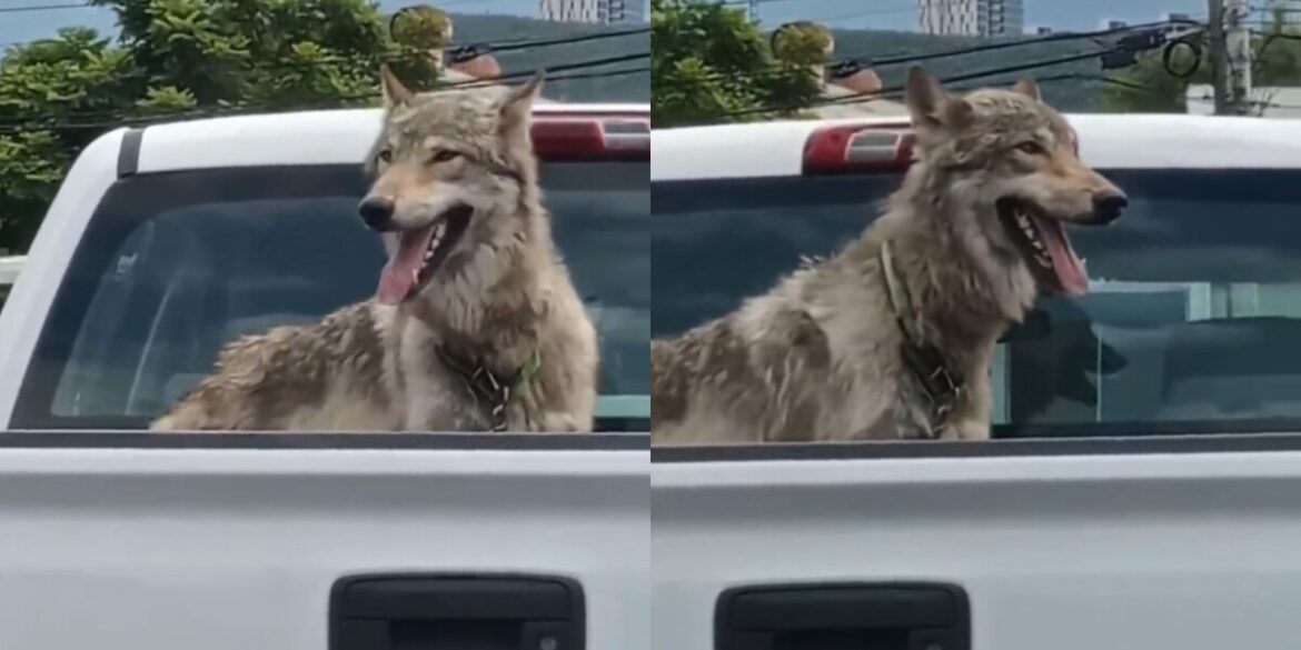 Captan presunto lobo a bordo de camioneta en calles de Monterrey