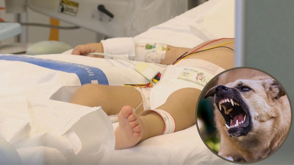 Niño de 4 años supuestamente fue abusado “por un perro” autoridades investigan