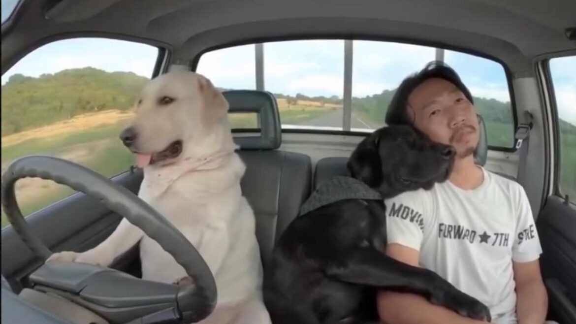 Hombre le enseña a su perro a conducir en coche y en moto